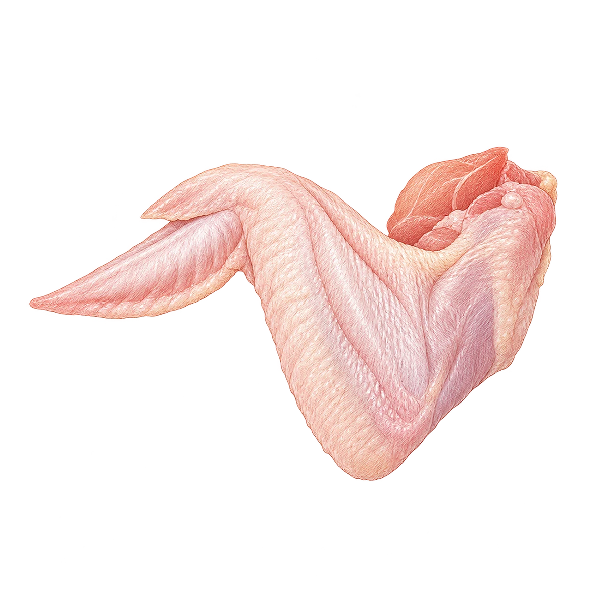 Illustratie van een rauwe kipvleugel