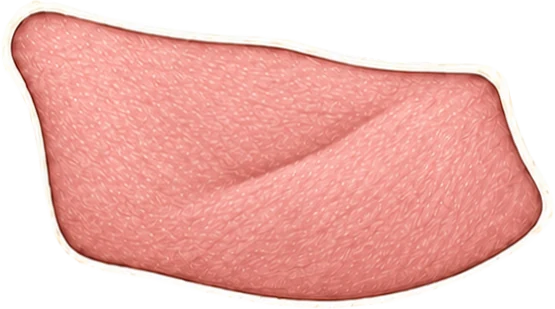 Bellyrib, ribfingers, speklap en buikspek op een illustratie van een varken