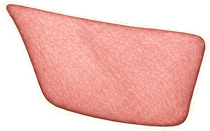 Sparerib op een illustratie van een varken