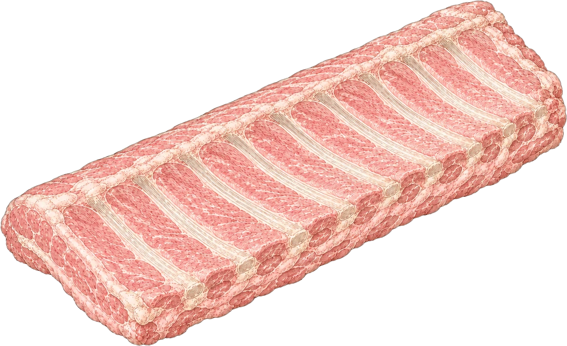 Illustratie van een varkens sparerib met de ribben zichtbaar